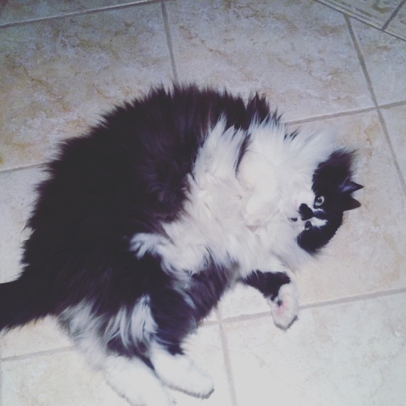 Meet your Posher, Luisa - Picture 6 of 13